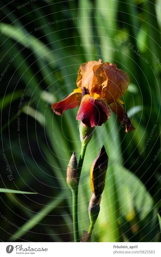 Warmes Farbspektrum | Schwertlilie und Knospen in orange-rot-gelb-violett Blume Bartiris Blüte Pflanze Natur Garten Frühling Sommer Blühend lila grün Blumen