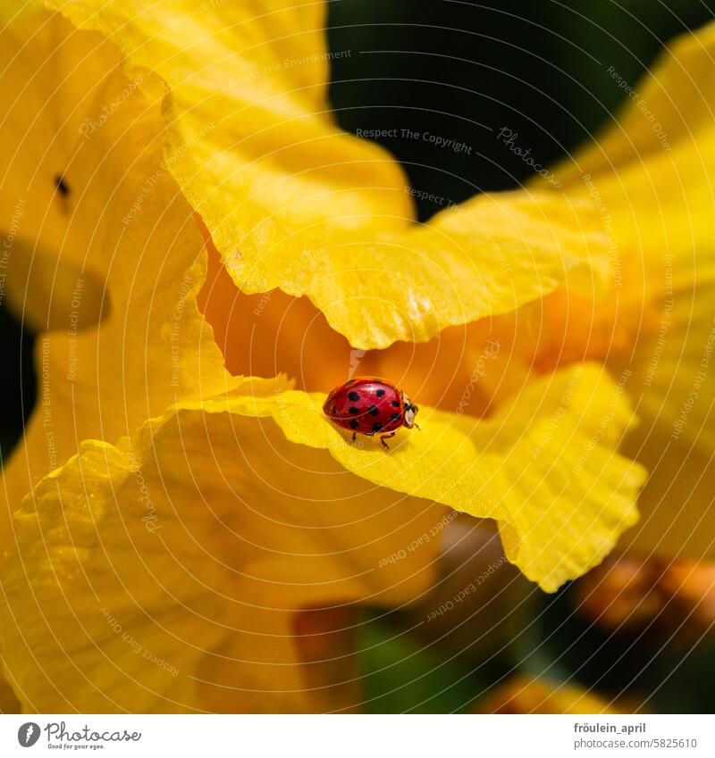 Rot-Schwarz-Gelb | Marienkäfer auf einer gelben Blüte Glück rot krabbeln Käfer Insekt Tier Nahaufnahme klein Natur Glücksbringer Pflanze gelbe Blumen
