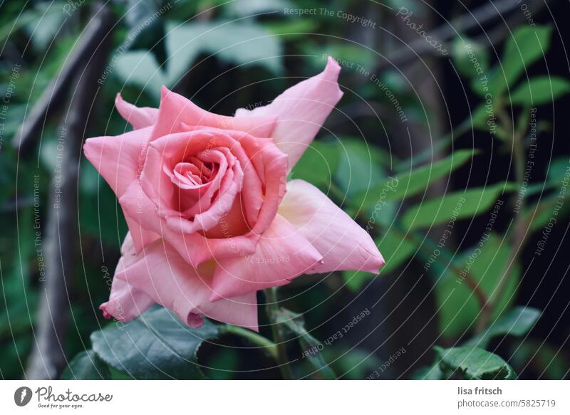 ROSE Rose rosa Pflanze Blume Pflanzenwelt Natur Blüte Farbfoto Außenaufnahme Garten Sommer Blühend Rosenblüte Rosenblätter