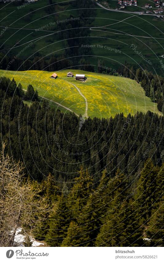 Alp im Sonnenlicht mit Löwenzahn Wiese Blume Natur Pflanze grün Sommer Frühling gelb Umwelt natürlich Gras Menschenleer Wildpflanze Blüte Landschaft Blühend