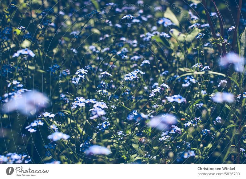 Die Vergissmeinnicht blühen im Garten Vergissmeinnichtblüten blau Vergißmeinnicht Frühling Blüte Blume Pflanze Natur zart Schwache Tiefenschärfe klein hellblau