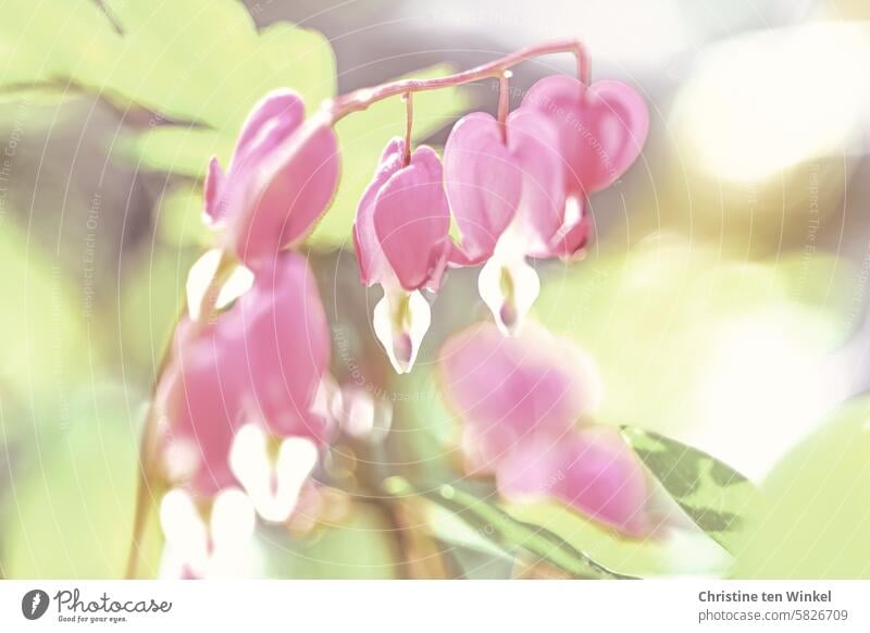"Tränendes Herz" Blume Blüte rot rosa herzförmig Garten Pflanze Stauden Frühling Sommer Liebe Blütenstauden leuchten herzig Lamprocapnos spectabilis schönheit