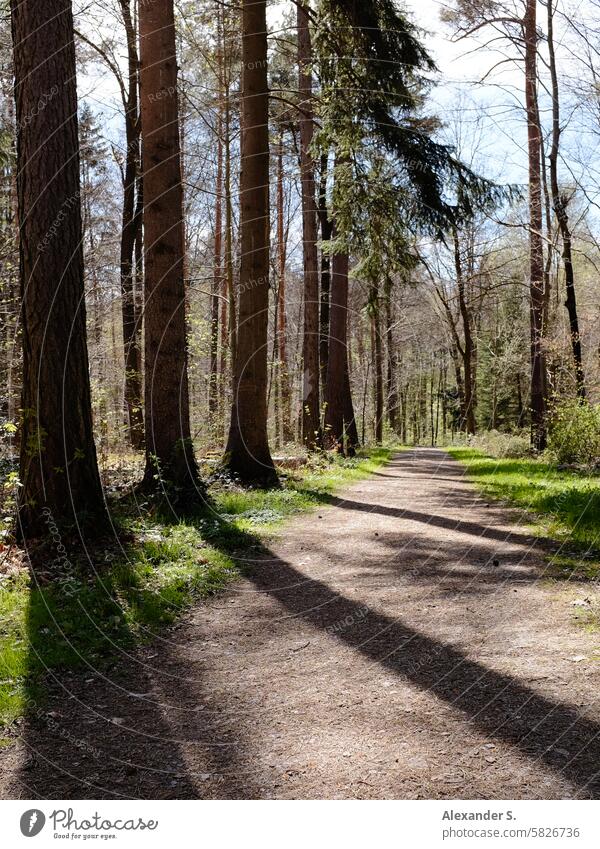 Waldweg im Gegenlicht mit Baumschatten Bäume Schatten Natur Weg Spaziergang Wege & Pfade Erholung Landschaft Fußweg Spazierweg Sonnenlicht Waldboden