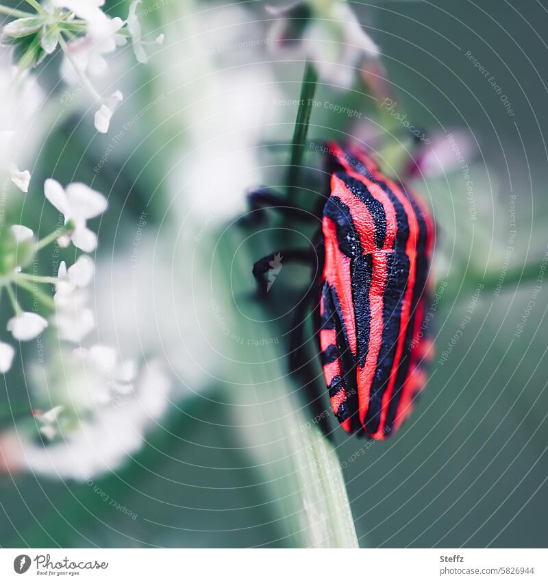 Streifenwanze auf einer Doldenblüte Wanze Streifenmuster Pflanzensauger gestreift rot krabbeln Schildwanze Warnfärbung Abschreckungseffekt Insekt Bug nah