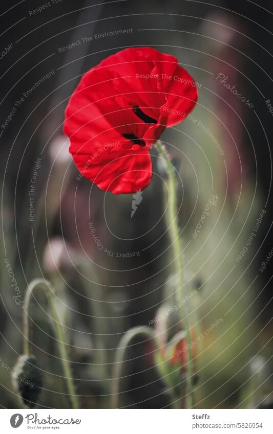 der Mohn in voller Blüte Mohnblüte rot roter Mohn blühen volle Blüte Blume Mo(h)ntag rote Blüte rote Blume Blütenblätter erblühen einfach Wildblume Papaver