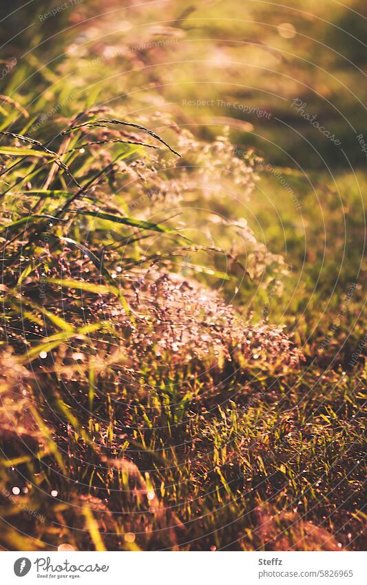 Sommergras am Wegesrand Gras Wildwuchs Grasbüschel Sommerhitze Hitze lichtvoll Sommerlicht Sonnenlicht warme Brauntöne Sommerpfad Licht Wiesenrand Gräser sonnig