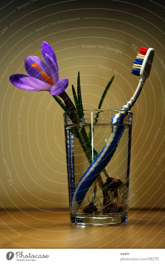 frühjahrsputz Krokusse Frühling Blume violett Zahnbürste Zahnpflege Glas Sauberkeit Körperpflege