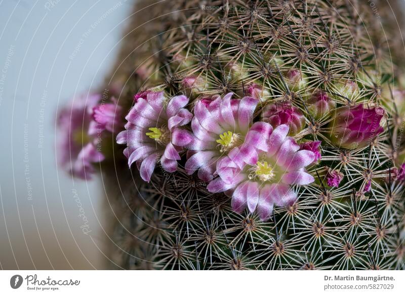 Mammllaria sp, Warzenkakus blühend, aus Mexiko Mammillaria dornig flaumig walzenformig Pflanze Nahaufnahme Blüte Blüten Kaktusgewächse Cactaceae