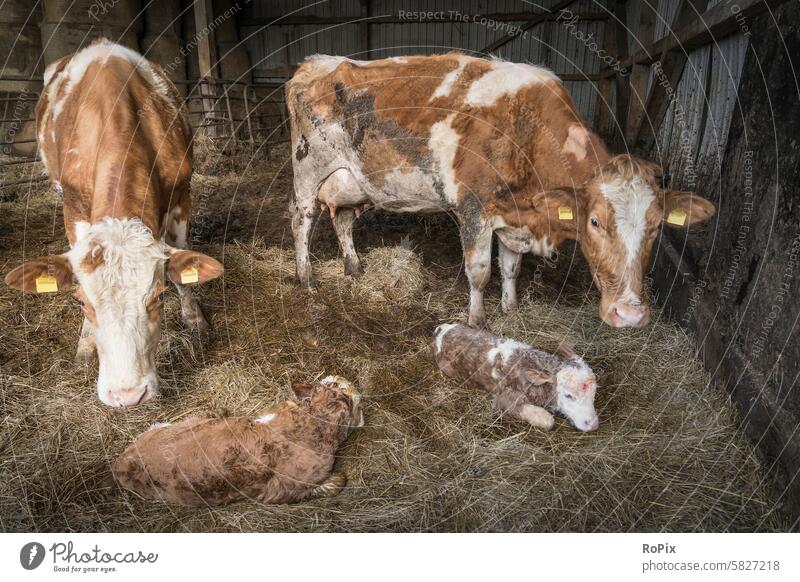 Frisch geborene Kälber in einem Stall. Kuh Rind cattle Vieh Winter Schottland Land Landleben Landwirtschaft weide Viehzucht highland Hochlandrind