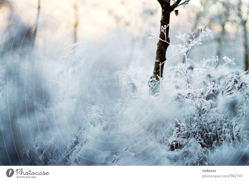 white winter Umwelt Natur Landschaft Pflanze Winter Eis Frost Schnee Wildpflanze Wiese Feld kalt weiß ruhig Idylle Farbfoto Gedeckte Farben Außenaufnahme