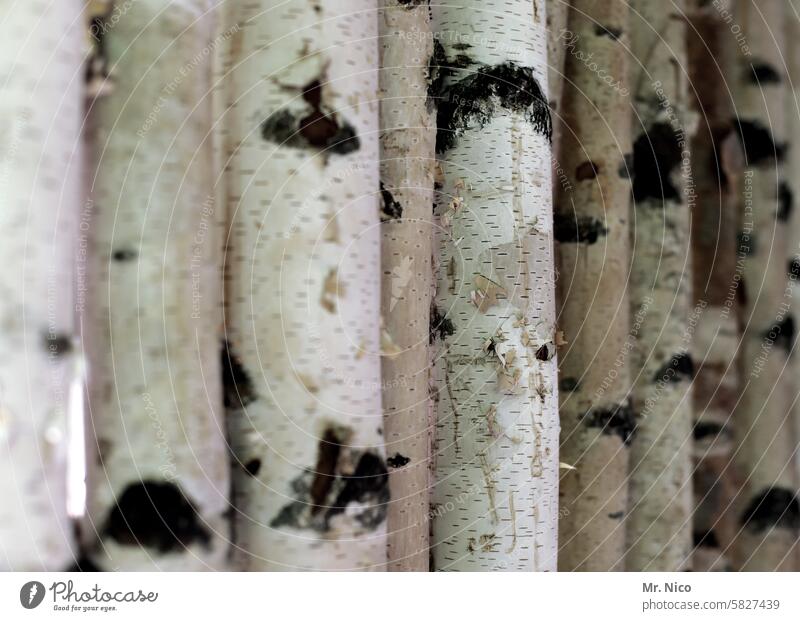 Birkenwald Natur Umwelt Birkenstamm Birkenrinde Baumstamm Baumrinde Strukturen & Formen Holz natürlich weiß Wald rund
