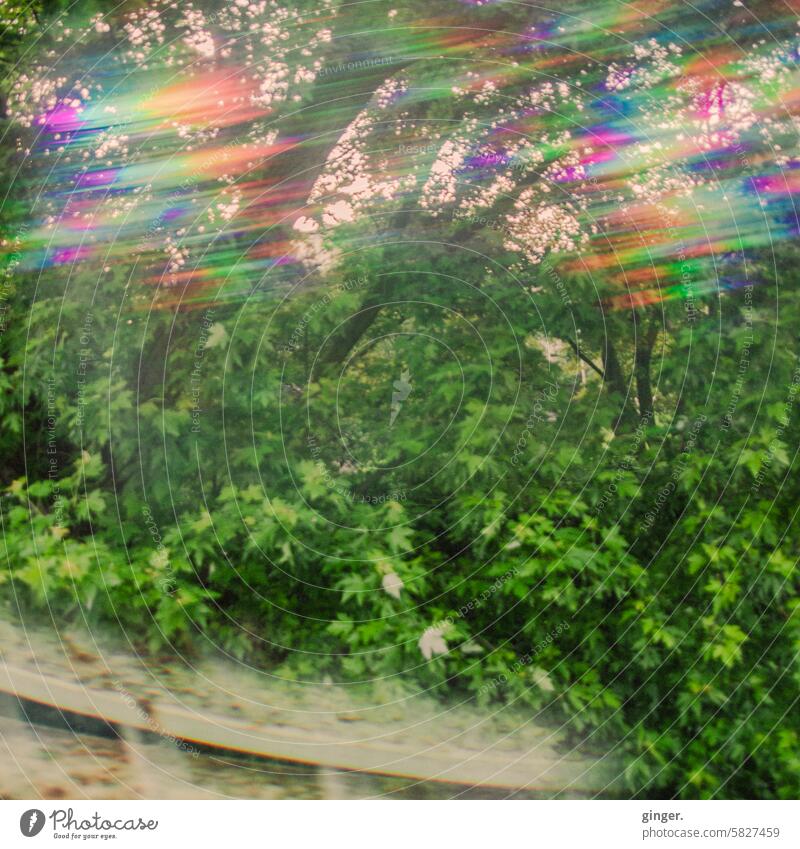 Farbrauschen im Gebüsch - Fotografie mit Prismen und Filtern Spektralfarben Prisma Licht Außenaufnahme Kontrast irreal Lichtspektrum blau grün gelb aquamarin