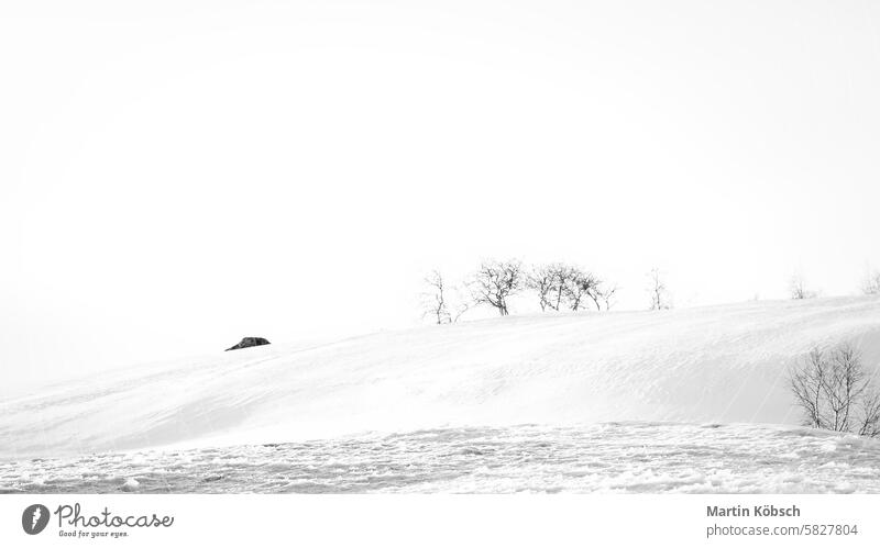Norwegische Hochgebirge im Schnee. Hügel mit kahlen Bäumen. Verschneite Landschaft Winter Winterlandschaft Eis kalt Baum Frost weiß Zauberei u. Magie Straße