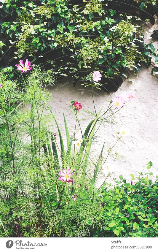 Cosmea blüht im Bauerngarten Cosmeablüte Schmuckkörbchen Cosmeablüten Gartenmauer Gartenblumen Efeu Zierpflanzen Gartenpflanzen blühen Mauerwand Grünpflanzen