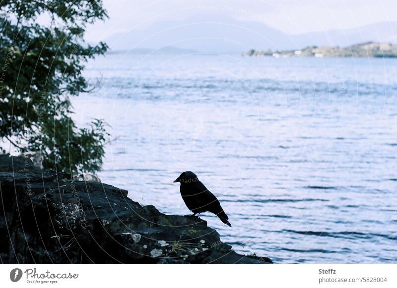 eine Dohle am schottischen See Vogel Silhouette schottischer See Ausblick Aussicht Mauer Mauerstreifen Mauerreste geheimnisvoll Seeufer blau blaues Wasser