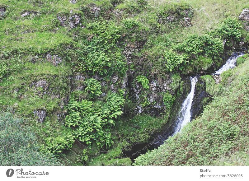 grasbewachsene Hügelseite mit einem kleinen Wasserfall in Schottland grasbewachsener Hügel Gras Wildpflanzen grün ruhig üppig felsig grasbedeckt Gelände