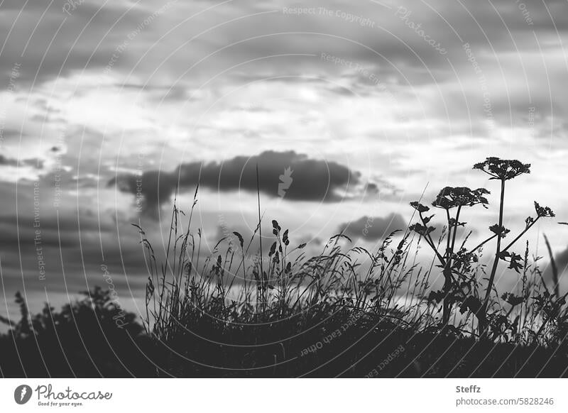 eine Wiese mit Wildpflanzen im Schwarzweiß Wiesenpflanzen Gras Wilde Möhre draußen Gräser wilde Natur Himmelgrau grauer Himmel schwarz schwarzweiß Ruhe ruhig