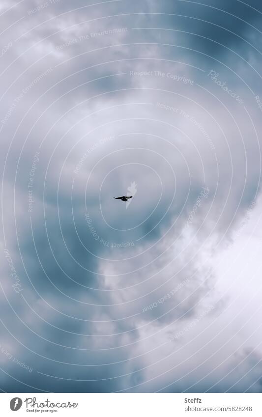 ein Greifvogel kreist hoch oben am Himmel Vogel Wildvogel Vogelflug Beutejagd Beutezug Himmelbild dramatischer Himmel Nahrungssuche hoch am Himmel fliegen