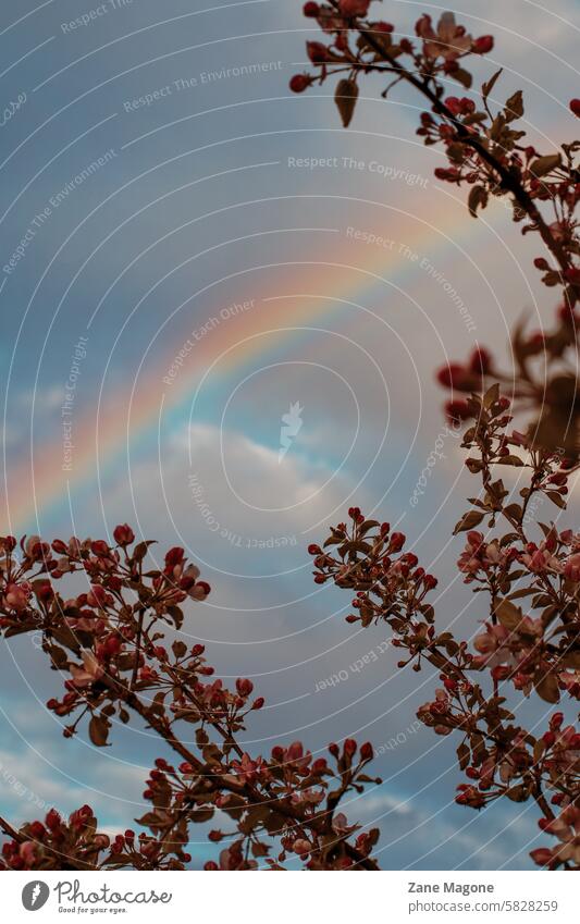 Regenbogen durch blühende Apfelbäume im Mai Frühling altehrwürdig retro Hintergrund Apfelbaum Regenbogenfarben Toleranz Regenbogenflagge regenbogenfarben