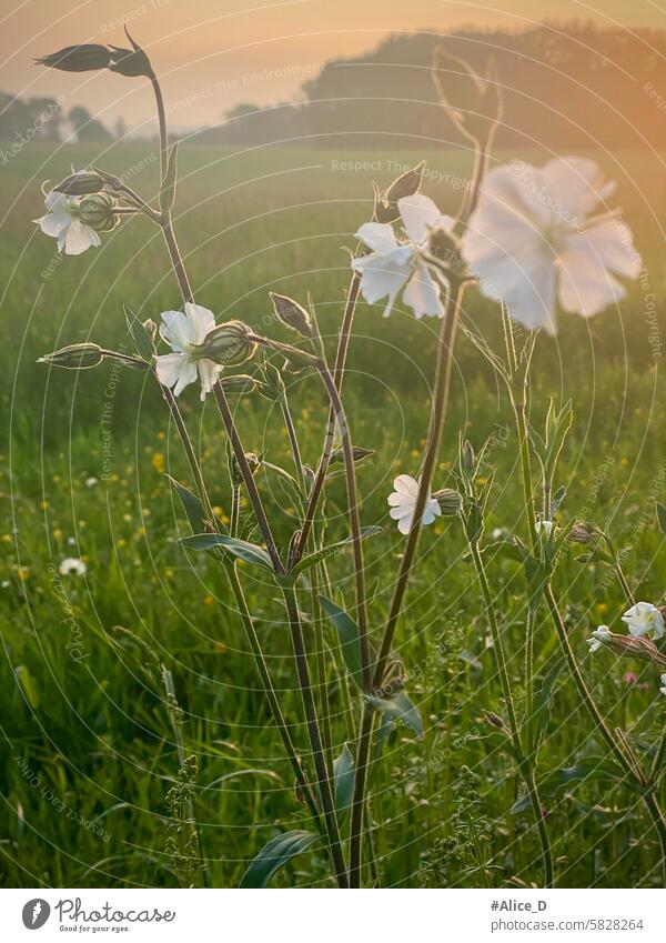 Weiße Nelkenblüten und Sonnenuntergangslicht im Hintergrund hintergrundbeleuchtet schön Blütezeit Überstrahlung botanisch Botanik hell Blütenknospen Blütenkelch