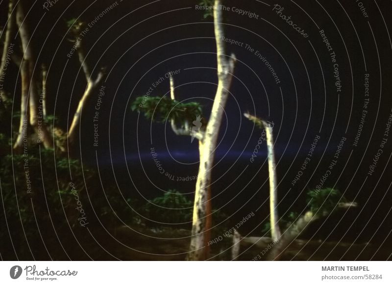 Weltuntergang Gedeckte Farben Außenaufnahme Lomografie Menschenleer Dämmerung Nacht Umwelt Natur Landschaft Pflanze Nachthimmel schlechtes Wetter Baum dunkel