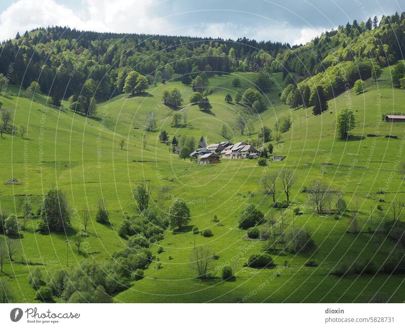 Schwarzwaldidylle Landschaft Natur Schwarzwaldtal Dorf Dorfidylle Wiese Bäume Weide Himmel Gras grün Außenaufnahme Idylle Sonnenlicht Umwelt Menschenleer