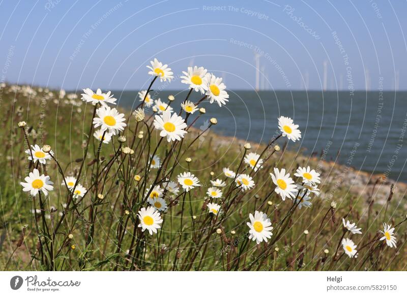 blühende Margariten am Rande des Ijsselmeeres, im Hintergrund Windräder Blume Blüte Deich Ufer Wasser Niederlande Windpark Windkraftanlage Windrad Himmel