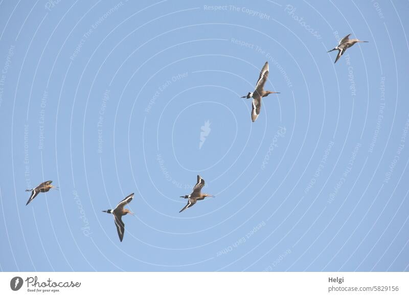 fliegende Uferschnepfen vor blauem Himmel Vogel Schnepfe Limosa limosa Greta Schnepfenvogel Watvogel gefährdet Zugvogel Natur Tier Ochsenmoor Farbfoto