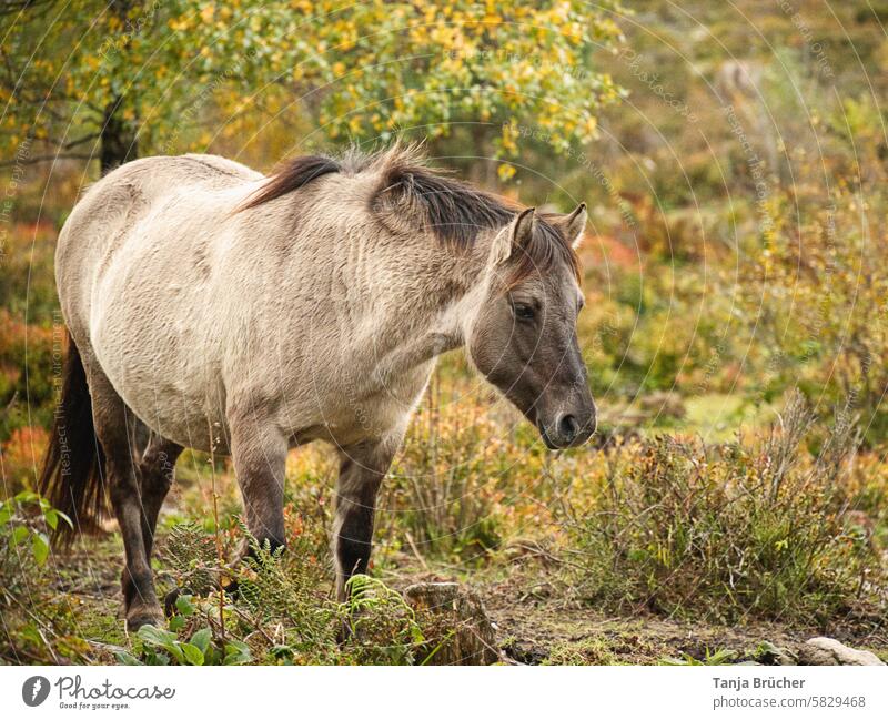 Konikpferd auf der Weide Pferd Herbstlandschaft natürliche Beweidung herbstliche Farben Herbstfarben Heidekraut Heidekrautgewächs Heidekrautgewächse Stimmung