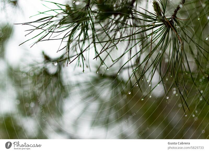 Wassertropfen auf Pflanzen nach Regen. Blatt Tau Grünpflanze grün Nahaufnahme Natur Tropfen Detailaufnahme Außenaufnahme Farbfoto nass Unschärfe