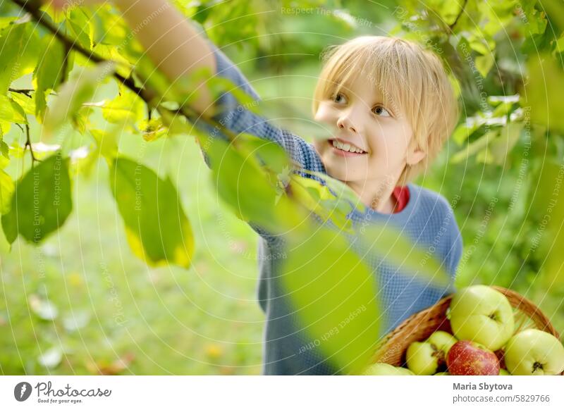 Kleiner Junge pflückt Äpfel im Obstgarten. Kind hält Strohkorb mit Ernte. Ernte im heimischen Garten im Herbst. Obst zum Verkauf. Kleines Geschäft. Apfel