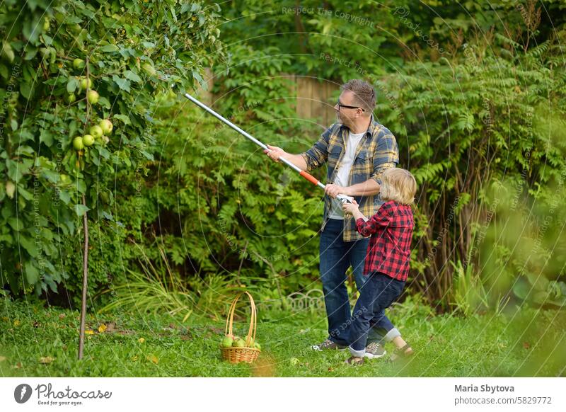 Kleiner Junge mit seinem Vater, der reife Äpfel mit einem Stockgreifer aufhebt, um im Sommergarten zu arbeiten. Cleveres Gerät zum Ernten von Obst. Apfel