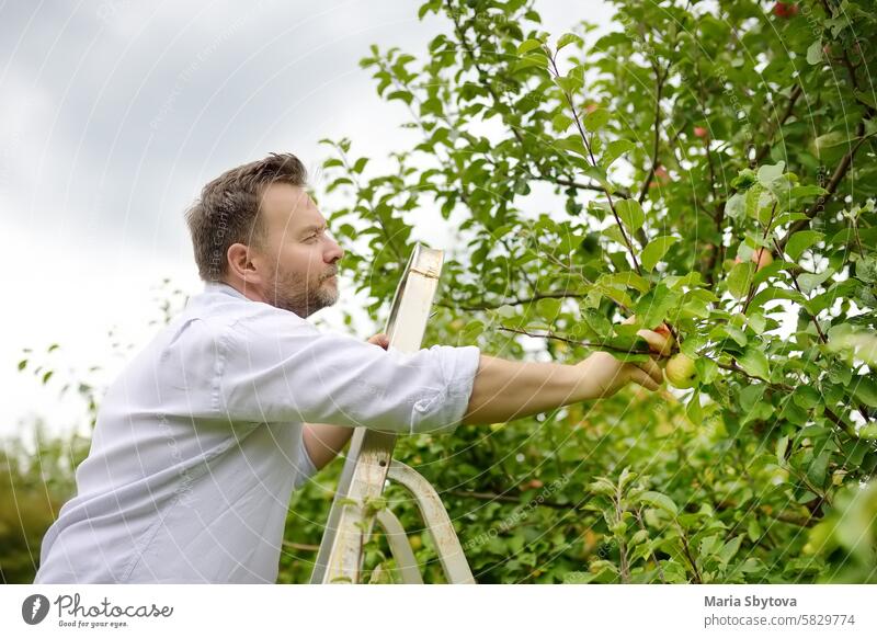 Älterer Mann, der Äpfel im Obstgarten pflückt. Person steht auf einer Leiter in der Nähe des Baumes und greift nach einem Apfel. Ernte im heimischen Garten im Herbst.