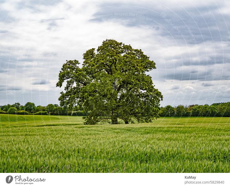 Eine mächtige Eiche (Quercus) steht in einem Feld mit Gerste in Schleswig-Holstein, Deutschland Baum groß alt Landschaft Kornfeld ländlich Felder Solitär
