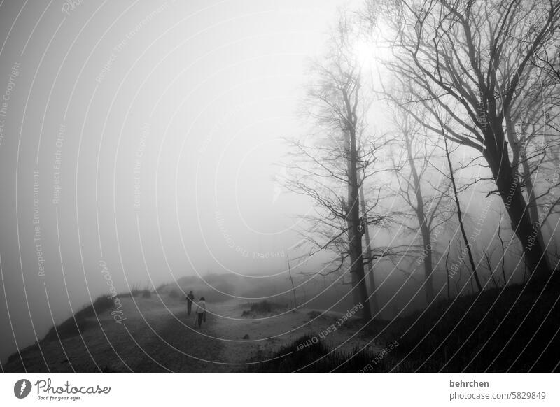 nebulös ungewissheit Natur Bäume geheimnisvoll mysteriös mystisch Nebel melancholisch allein Einsamkeit Mecklenburg-Vorpommern Küste Ostseeküste Wolken