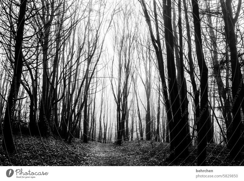 düsterwald Trauer Schwarzweißfoto melancholie Traurigkeit hell dunkel Bäume Schatten Nebel Baumstamm stille Jahreszeiten Pflanze Natur Sträucher Wald schön