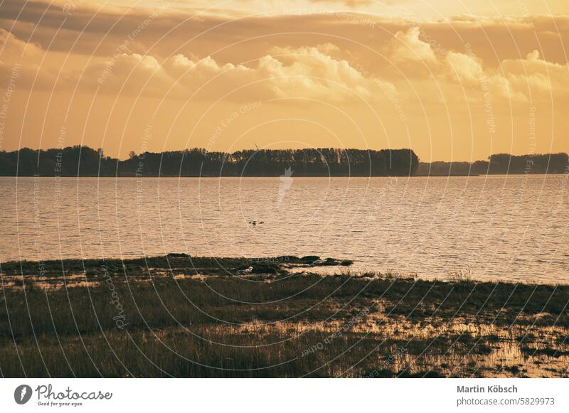 Sonnenuntergang am Bodden in Zingst auf der Ostseehalbinsel. Naturschutzgebiet bodden Wiese Wasser Brackwasser Salzwasser Feiertag MEER Küste Brandung Strand