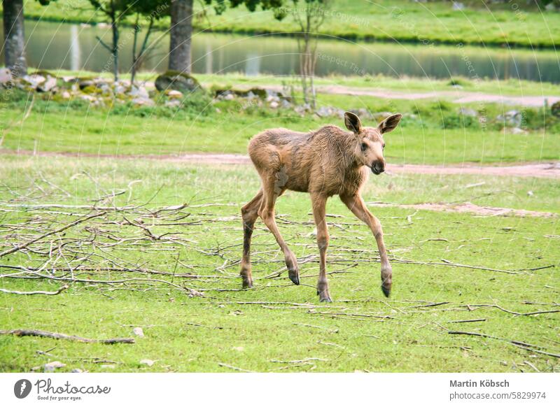 Elchbaby in Bewegung auf einer Wiese. Junges Tier aus dem Wald. König des Waldes Essen Schweden Skandinavien majestätisch Wildnis wild Norwegen Landschaft