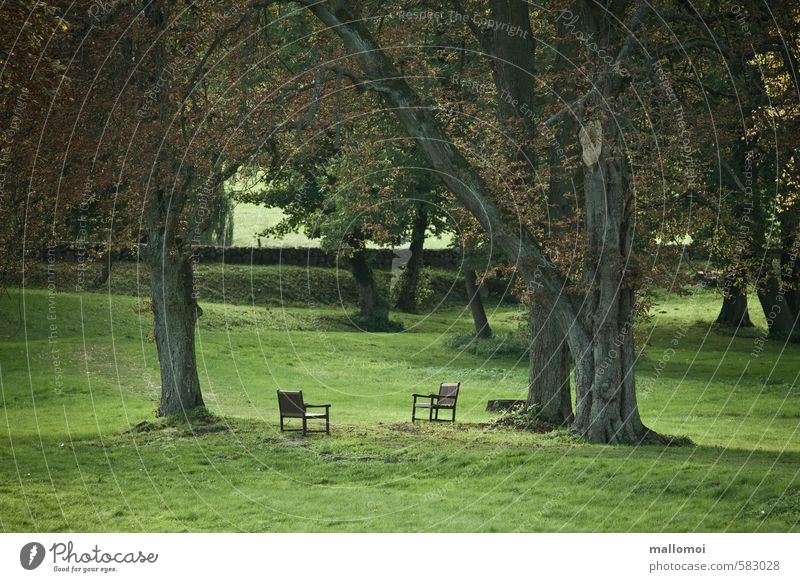 Zwei Stühle stehen sich in einem Park gegenüber Stuhl Umwelt Natur Landschaft Pflanze Klima Klimawandel Baum Garten Wiese geduldig ruhig Hoffnung Traurigkeit