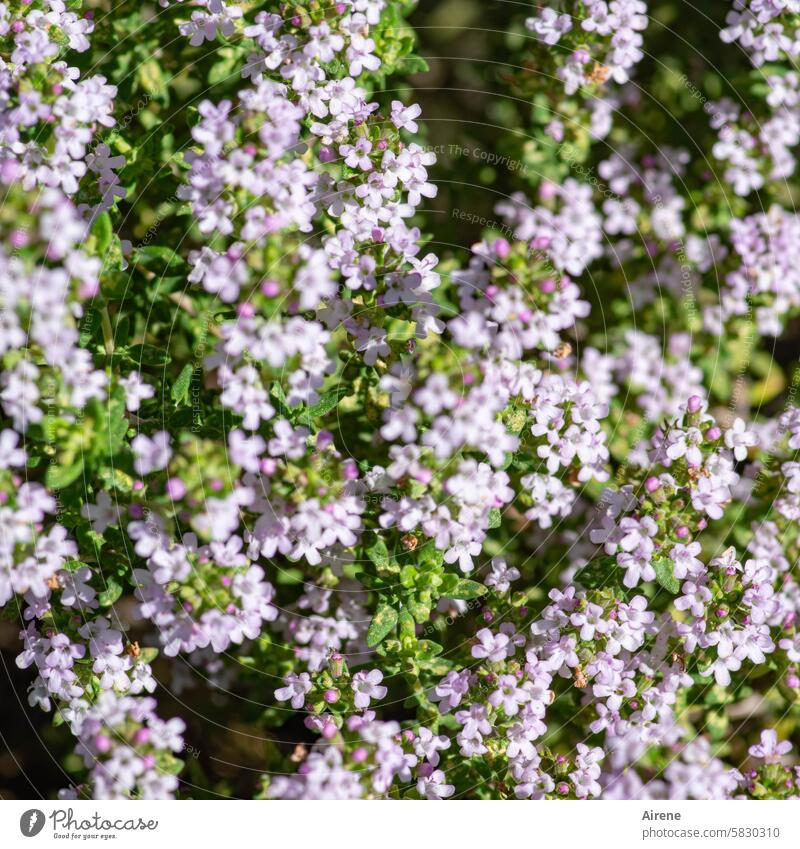 Thymian ist kein scharfes Würzkraut Bienenweide zartrosa blasslila blühen duftend Blüte Blüten Garten Sommer Sommertag viel grün natürlich Duft üppig blühend