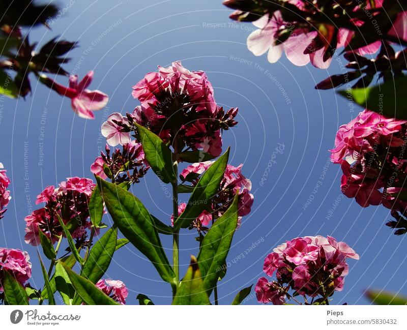 Rosa Phlox aus der Käferperspektive Flammenblume Zierpflanze Stauden Gartenblumen rosafarben Sommergefühl farbenfroh Sommerblumen Juni Juli August duftend