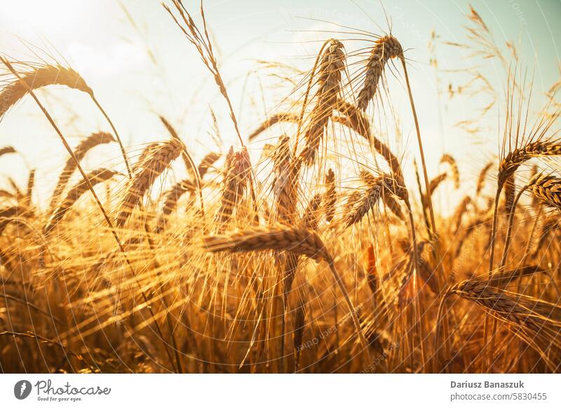 Nahaufnahme von reifen Getreideähren Korn Weizen Ohr gold Natur Wachstum Ackerbau Pflanze Ansicht Sommer ländlich Müsli Feld gelb sonnig Saison Brot
