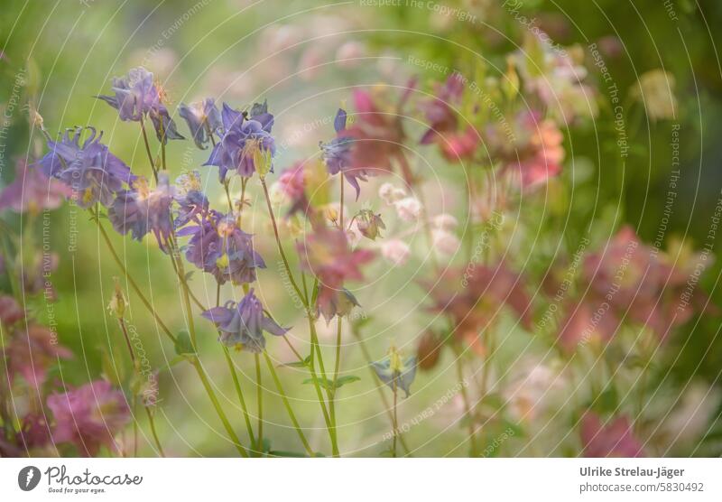 Frühling | Akelei | duftig luftiges Beet in Pastell blühen vertikal filigran Frühlingsblumen farbenfroh Blüte natürlich geblümt Natur Garten anmutig elegant