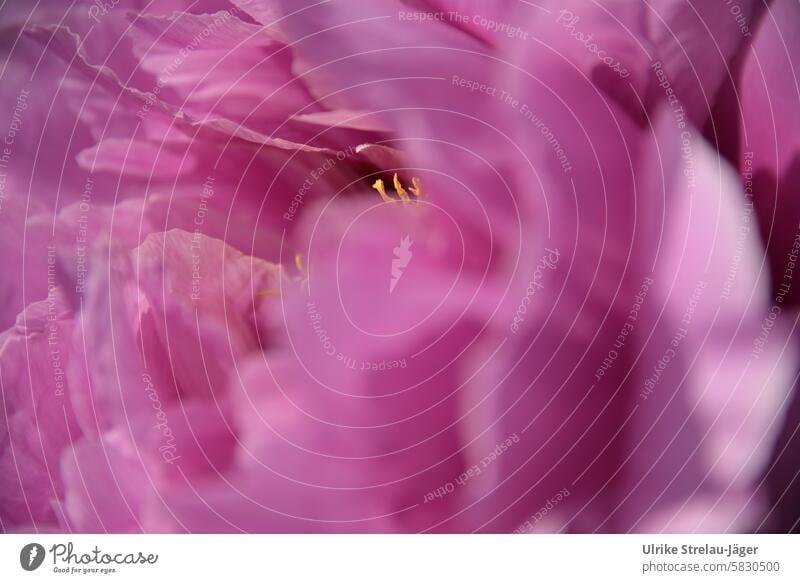 Pfingstrose | verborgene Mitte in pinkfarbenen Blütenblättern blühen Frühling Garten rosa Gartenpflanze Frühlingsgefühle zart Detailaufnahme Pflanze Nahaufnahme