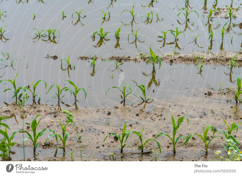 Acker steht nach langem Regen unter Wasser Mais Feld Maisfeld Außenaufnahme Pflanze Klimawandel Landwirtschaft Missernte Menschenleer Umwelt Farbfoto Ackerbau