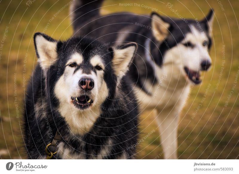 Wolfsgeheul Tier Haustier Wildtier Hund Fell 2 stehen Traurigkeit grün schwarz weiß Natur Farbfoto Menschenleer Textfreiraum rechts Textfreiraum unten Tag