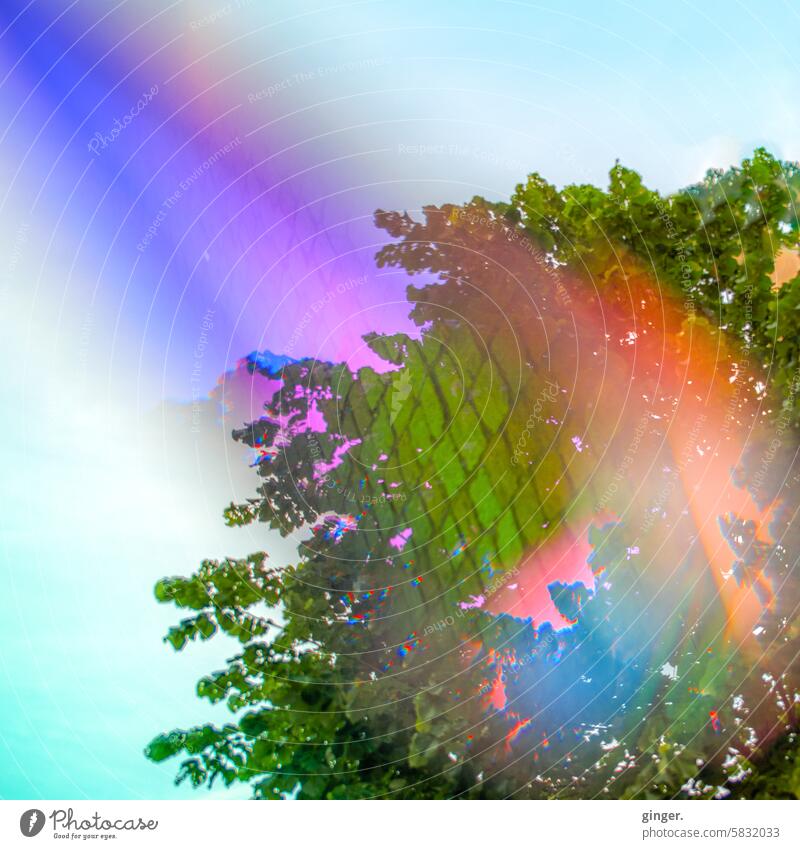 Projektion im Baumwipfel - Fotografie mit Prismen und Filtern spektral regenbogenfarben Lichtbrechung Spektralfarbe bunt lila anders verfremdet Experiment