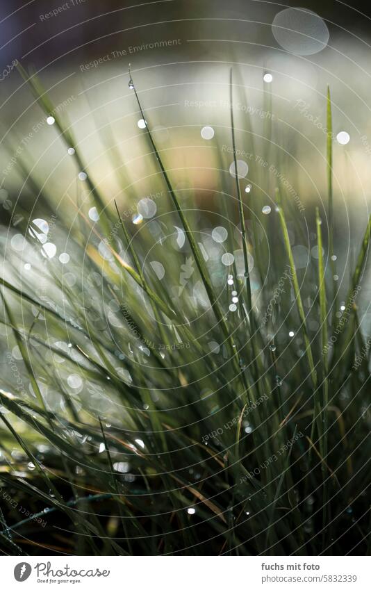 Grashalme mit Tautropfen. Morgentau wasser Außenaufnahme nass Wassertropfen Natur Tropfen Pflanze Nahaufnahme Detailaufnahme feucht grün Regen Makroaufnahme