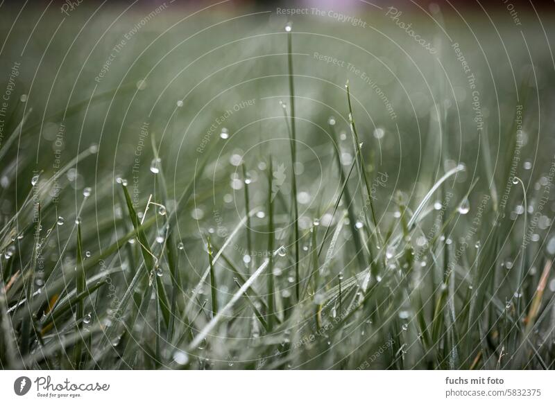 Tautropfen auf Grashalmen Morgentau Wiese wasser h2o Tropfen nass Natur Wassertropfen Pflanze Außenaufnahme Detailaufnahme Nahaufnahme Makroaufnahme feucht