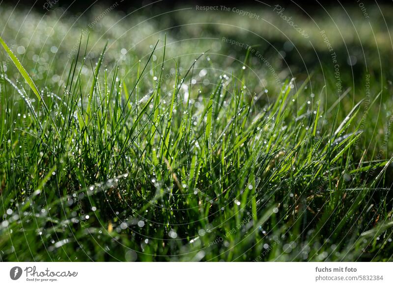 Feuchte Wiese. Tautropfen am Morgen Gras Pflanze Tropfen nass Nahaufnahme grün Makroaufnahme glänzend Außenaufnahme Farbfoto Detailaufnahme